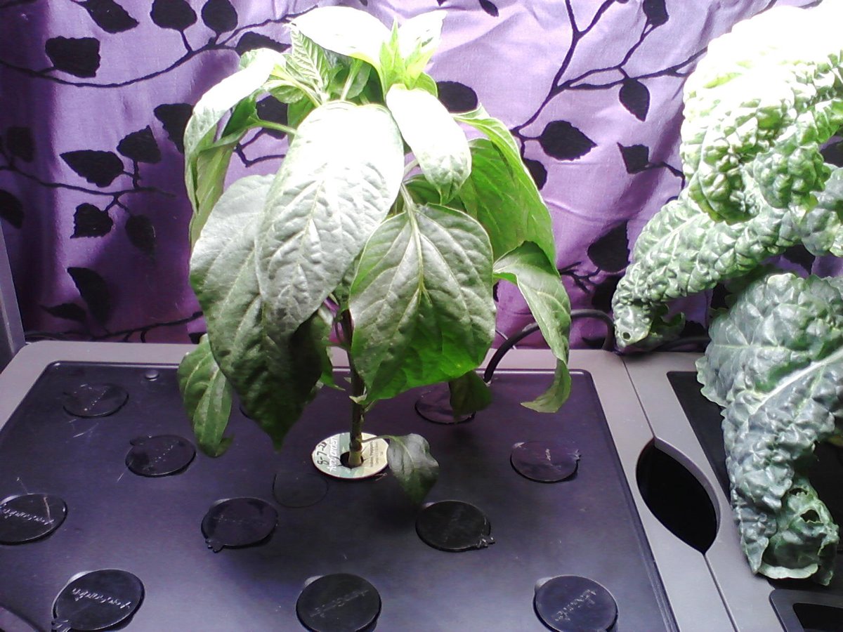 170) Update. Not many tomatoes to report this weekend, but more are on the way. The Tiny Tim tomato in an  #Aerogarden Bounty is below & flowering. Different color plant than others.Also, I believe I have all of the materials/tools to complete my pepper holder, but no rush yet.