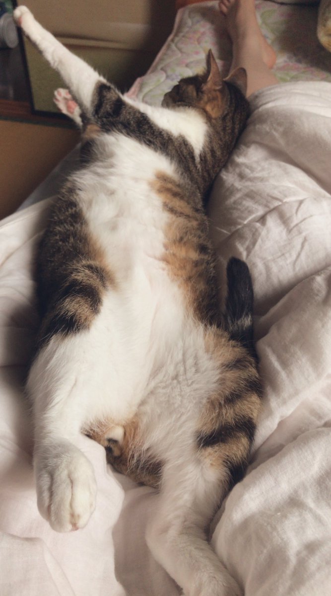 おはよう 寒くなったからかお猫様がひっついて寝てくれてるの超可愛いがこの寝相 伽奈多のイラスト