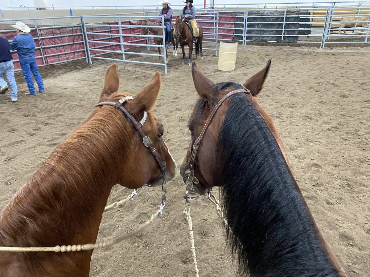 PerlichNancy's tweet image. Cowhorse friends 🐴