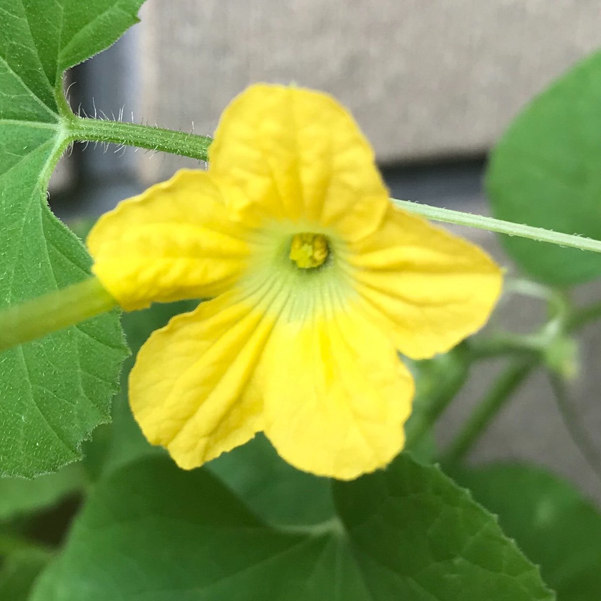 佐伯康雄 No Twitter 夕張メロン の花が咲きました 食べた夕張メロンの種を植えたら芽 が出て花 を咲かせました ハイビスカスの花 の様な華やかさはありませんが 小さな可愛らしい花です 夕張メロン 夕張メロン 夕張メロンの花 メロン メロン メロン 佐伯康雄 No Twitter 夕張メロン の花が咲きました 食べた夕張メロンの種を植えたら芽 が出て花 を咲かせました ハイビスカスの花 の様な華やかさはありませんが 小さな可愛らしい花です 夕張メロン 夕張メロン 夕張メロンの花 メロン メロン メロン