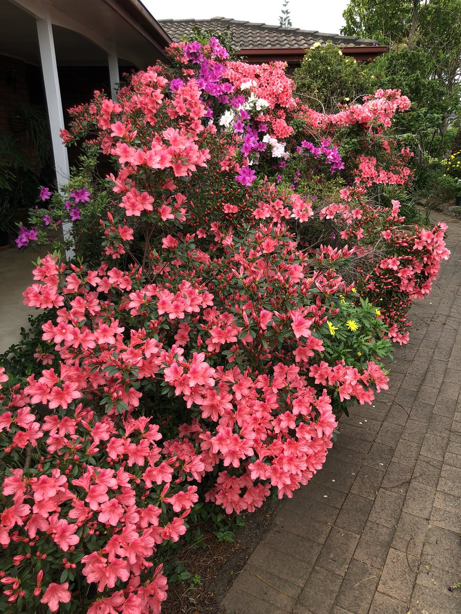 sharped's tweet photo. @_tonyshannon #azaleafest at my parents’ house. https://t.co/LinasLoDWh
