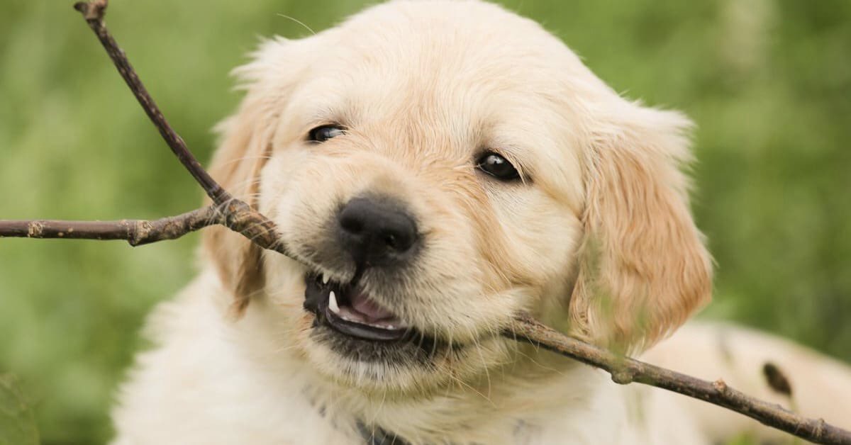 day 41 of nhlers as puppies. this one is pat in honor of his being blackhawk of the year 