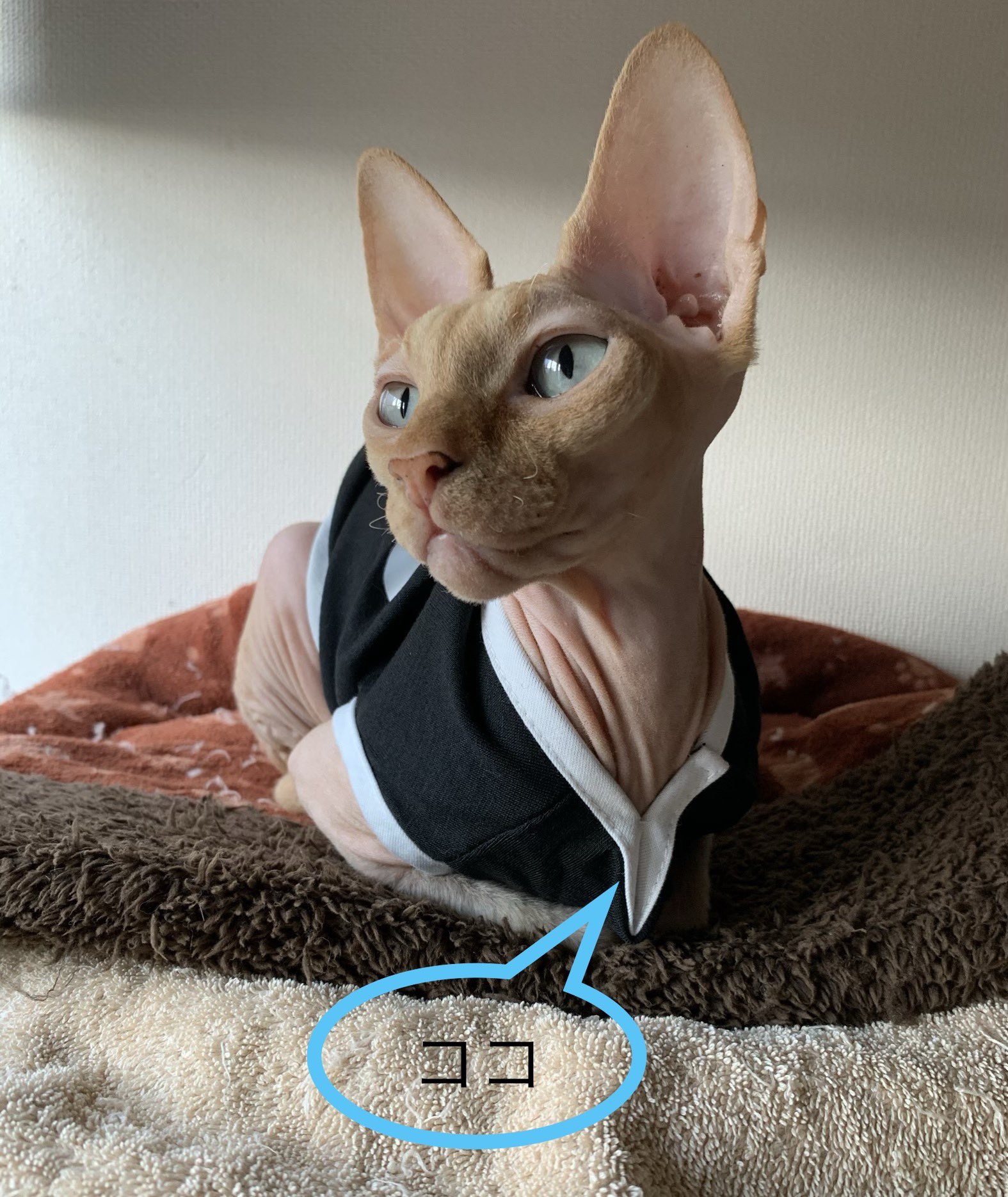 ねこ スフィンクス おはにゃ 服を着てみたニャ 同じsサイズなのに白の方が大きかったから身体の大きな次女が白 黒が長女になったニャ ワンコ用は襟が大きいから縫って小さくしたにゃ ん 猫好きさんと繫がりたい 猫好きな人と繋がり