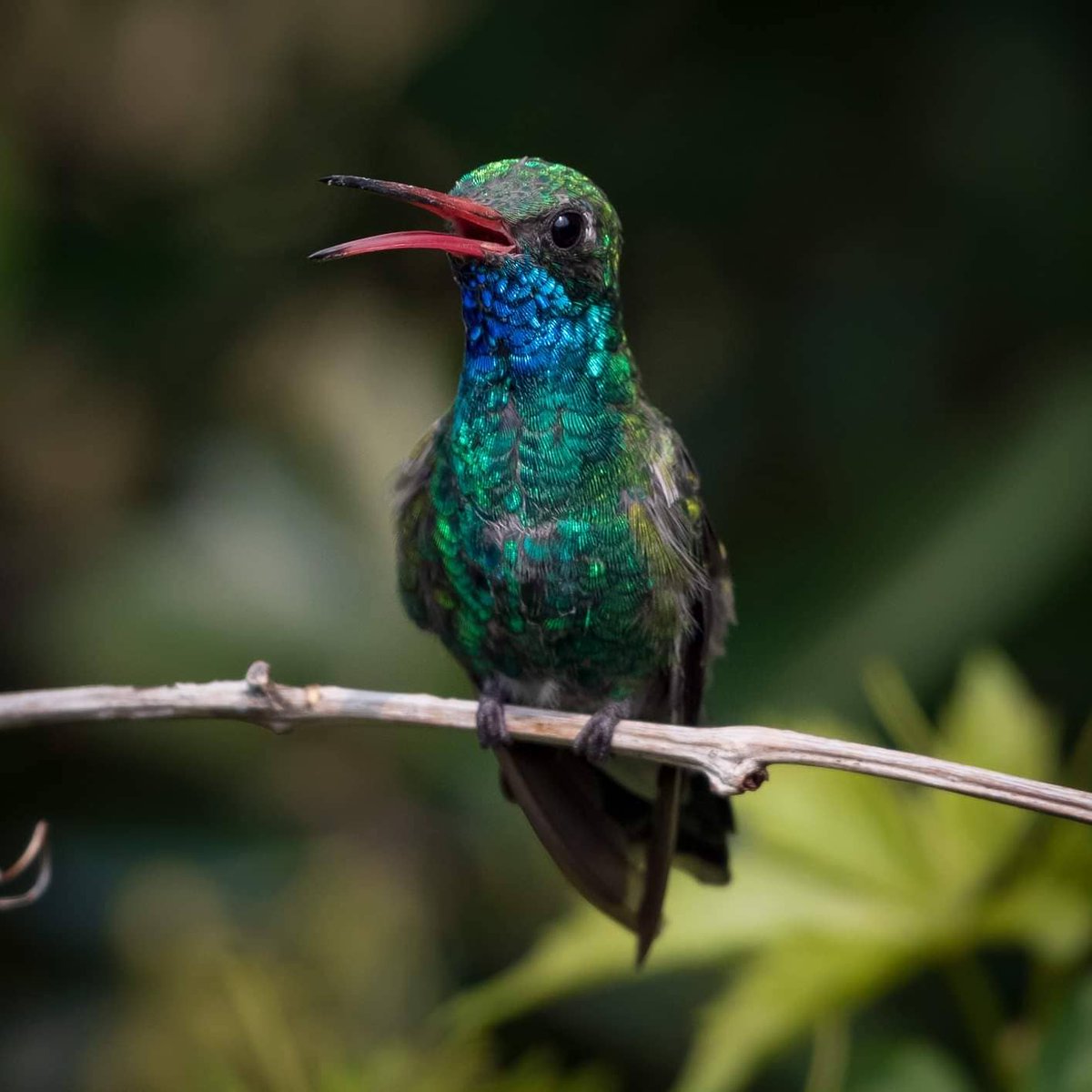 He looks so happy! I love Broad-billed Hummingbirds colorful beaks!

#broadbilledhummingbird #hummingbird #santaritalodge #maderacanyon #arizona 🌵 #birdsofarizona #wildlife #arizonawildlife #wildlifephotography #wildlifeplanet #birdphotography #birdlovers #birdlife #birdnerd