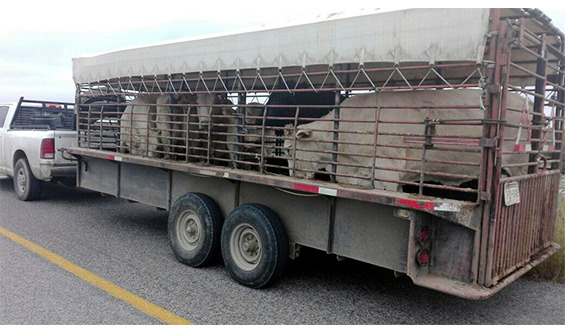 GobDeCoahuila's tweet photo. A partir de la firma de 6 convenios entre @GobDeCoahuila, @FGECoahuila, @SSPCOAH, @SEDERCOAH, las Uniones Ganaderas, Comités de Sanidad Animal, de Fomento y Protección Pecuaria, se ha dado certeza y seguridad a los productores, lo que ha servido para detonar la actividad. https://t.co/qdEsSxU2nk