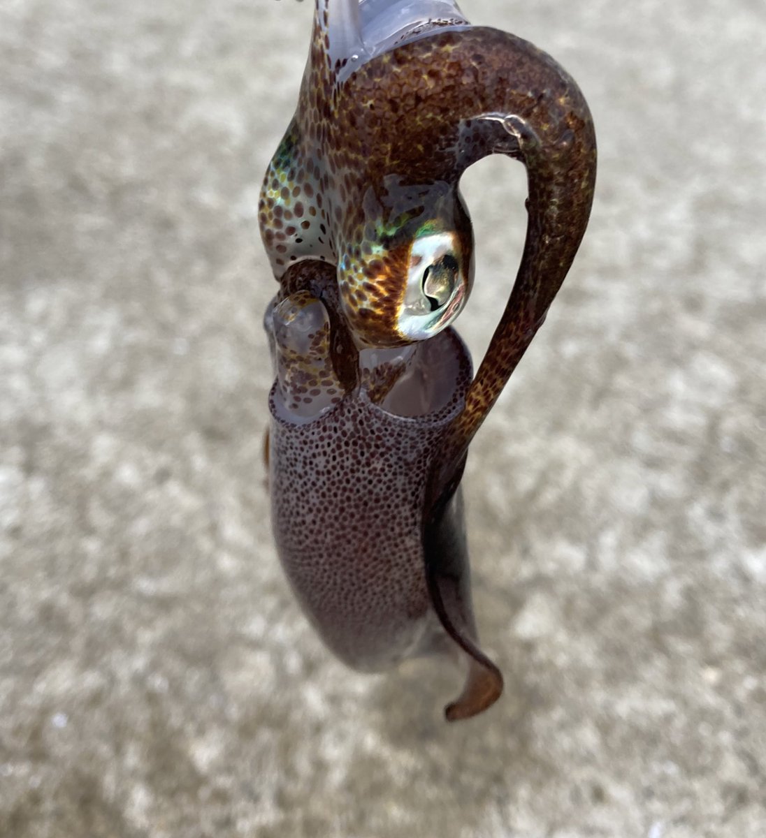 昨日はでかいゴンズイを釣ってしまい 早速魚つかみくんが役に立ったのです イカは小 Saacoのイラスト