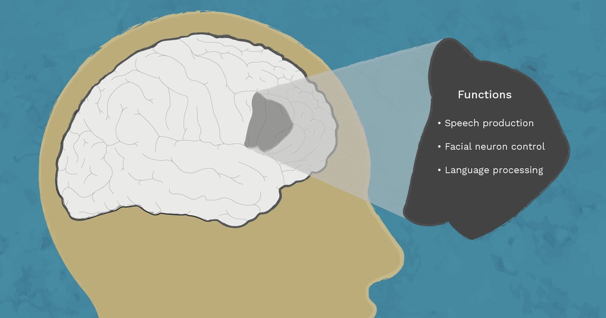 Speech brain. Broca area. Мозг и речь. Область Брока мозг.