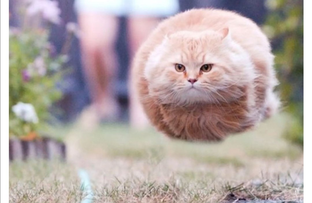 ぐるめ部長のほぼ高槻グルメガイド 奇跡の一枚 猫 ネコ ねこ 動物写真 T Co Sqfesv4diw