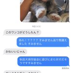 間違えて上司に仔犬の画像を送ってしまった!気になる上司の反応は…