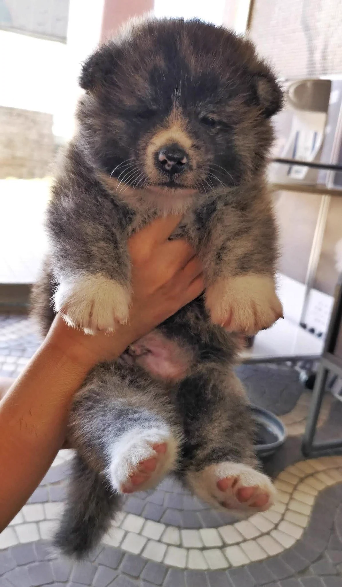 間違えて上司に仔犬の画像を送ってしまった！気になる上司の反応は…