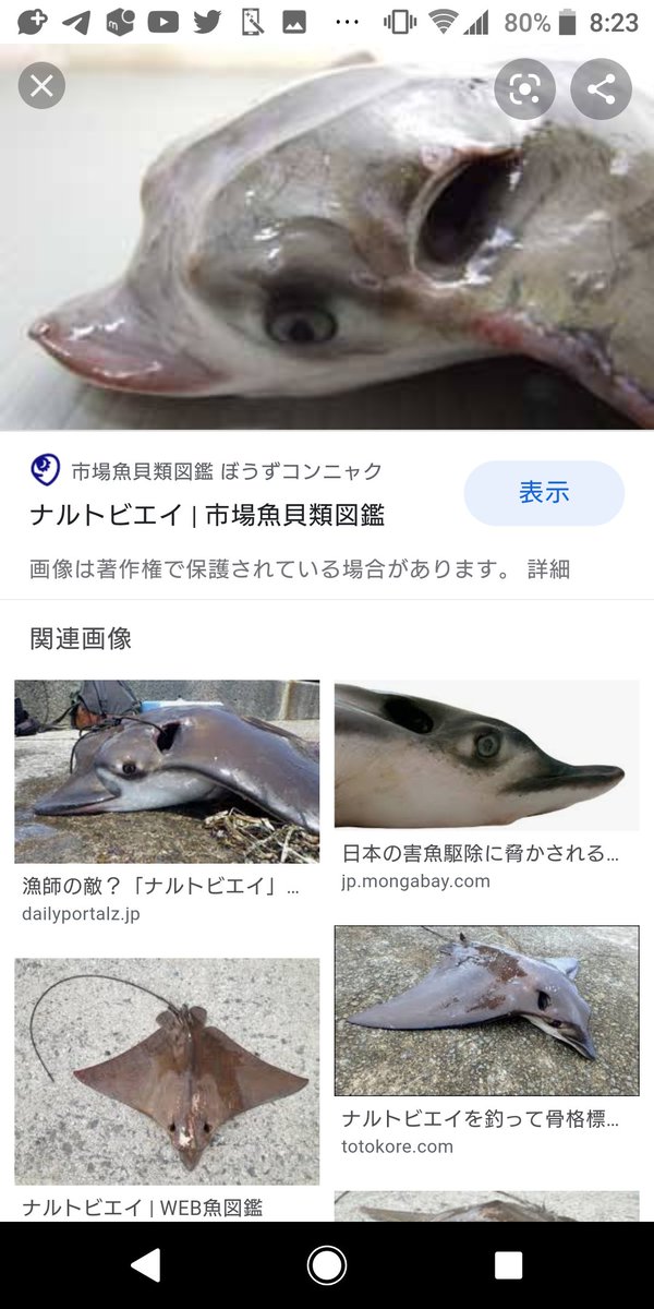 鴣鴣 こっぱみじんこ ナルトビエイのほほ肉は 魚と肉の中間みたいな味がするというレポートあり もしや魚と哺乳類の中間みたいな 鴣鴣 こっぱみじんこ ナルトビエイのほほ肉は 魚と肉の中間みたいな味がするというレポートあり もしや魚と哺乳類の中間みたいな