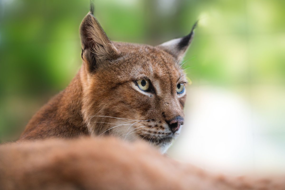 There’s nothing better than spending an evening with Annika while she stares off into the distance contemplating life’s troubles.
#lynx #lynxcat #wildeyes #throughthelensan #warmcolors  #animal_perfection #animalphotography #loveanimals #nikonphotography #nikonz6 #nikonanimals