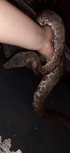 Solomon Island Boa Female Ground Boa by Critter Castle Pets And Supplies, $400 #snake #pet #reptiles #morph #pets https://t.co/A5RS31tYu9 https://t.co/YEjhFTScR9