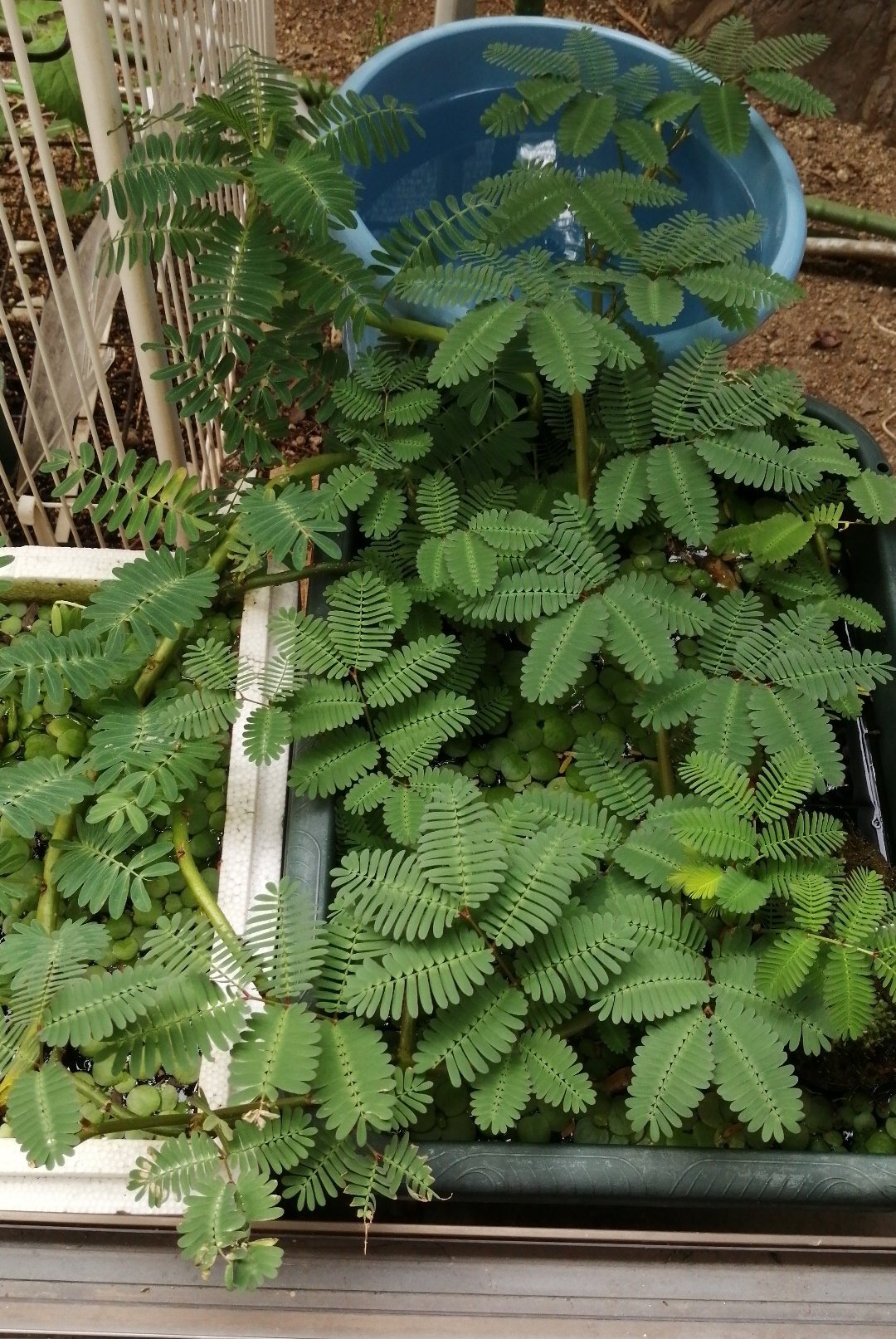 もるはむ 去年くらいに杜若園芸さんで買ったミズオジギソウワサワサになってきたけど全部中に入れれないからどうしよう W 入れれるもの入れてプチプチとか巻いて頑張って冬越ししてくれないかな