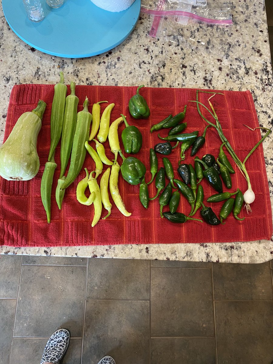 Started my morning off with a little garden harvesting. Gardening is my favorite way to relax🌱<a href="/LoriApple4/">Lori Apple</a> <a href="/THBoogren/">Tina H. Boogren, PhD</a> 
#haynesselfcare
 #beepbeep #riseup #bealight