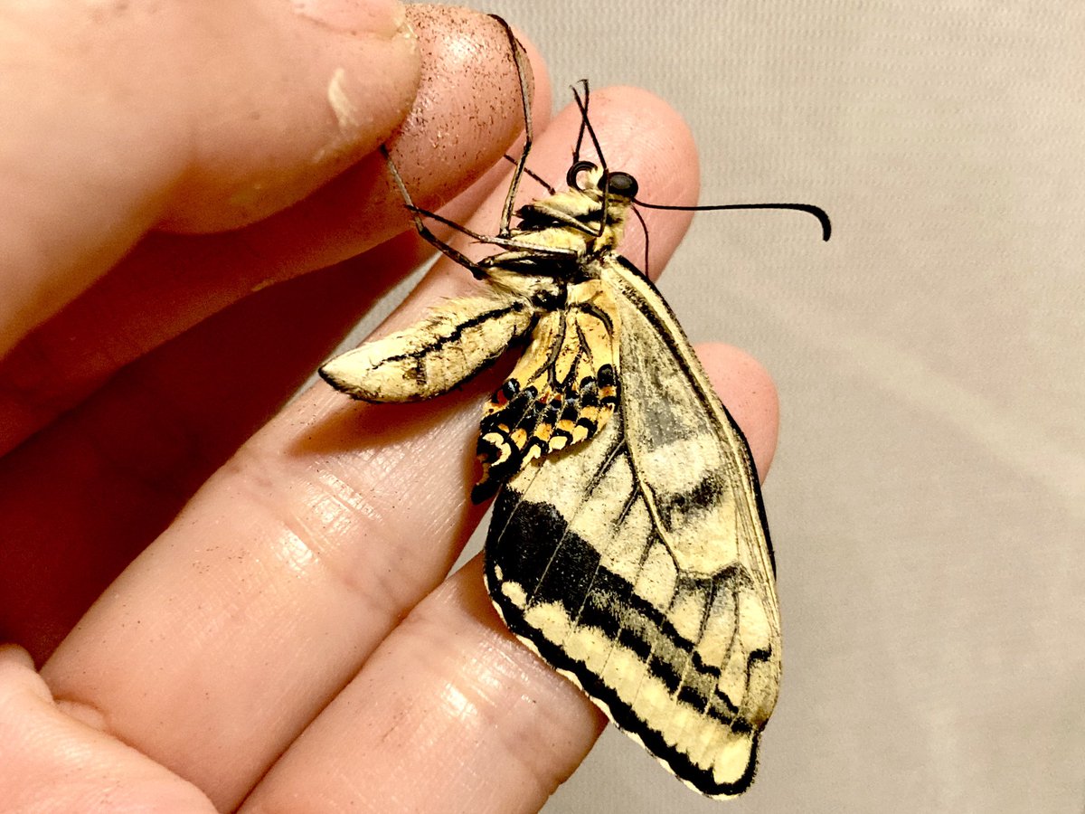 529 Twitterissa キアゲハ2号が羽化したよ がんばって蛹化に成功したけどやっぱり発育不全で羽化できた のが奇跡かなぁ つかまる力が弱くて床に落ちてた 後翅がとても小さいね 庭でランタナの匂いをかいだり生まれたパセリにとまったりして遊んだよ もうすぐ天国に 529 Twitterissa キアゲハ2号が羽化したよ がんばって蛹化に成功したけどやっぱり発育不全で羽化できた のが奇跡かなぁ つかまる力が弱くて床に落ちてた 後翅がとても小さいね 庭でランタナの匂いをかいだり生まれたパセリにとまったりして遊んだよ もうすぐ天国に
