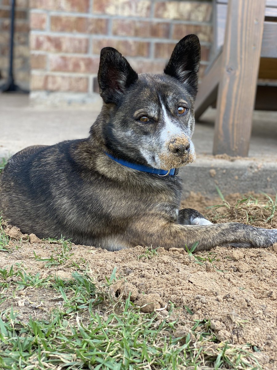 Me: “No more digging, Sonny.”  Sonny: