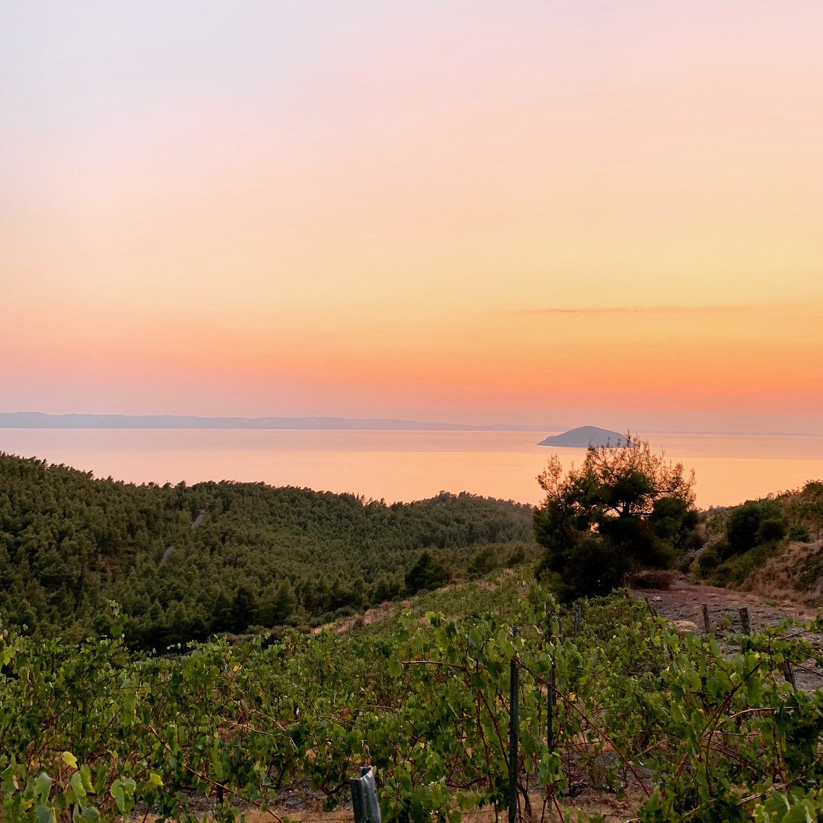 RRSelections's tweet photo. @WineFolly Domaine Porto Carras in Greece https://t.co/ikKJsC7swV