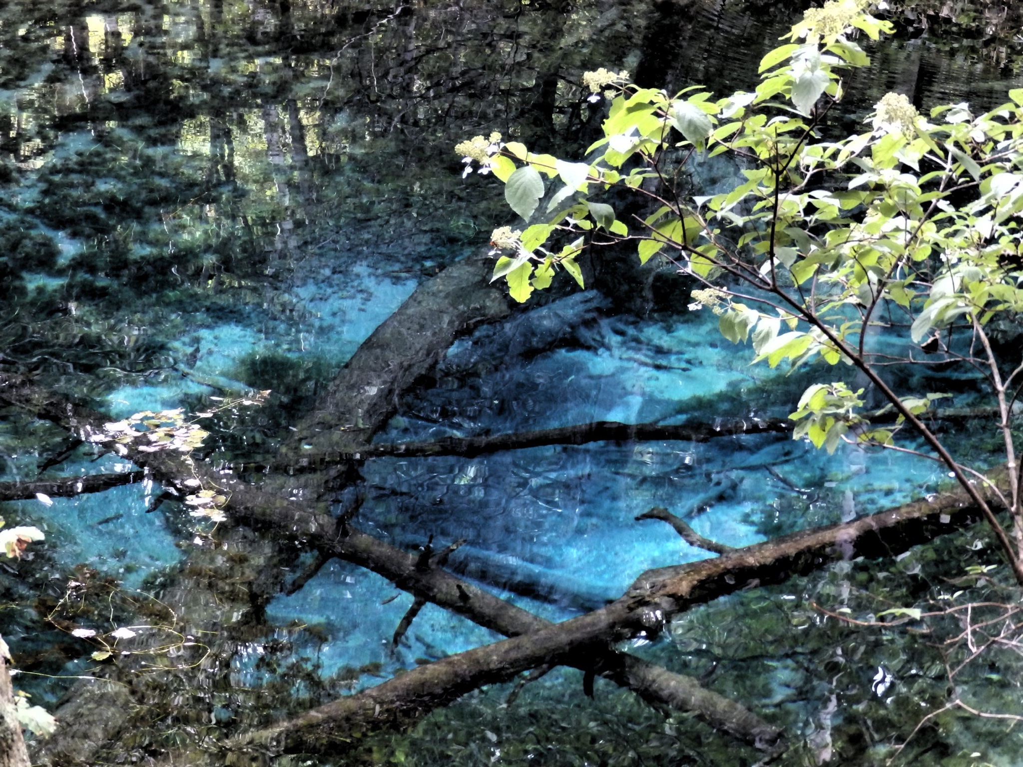 カクミンヽ W ゝ 天気が良かったので ふと思い立って 清里の神の子池に行ってきました 初めて行ったけど 本当に青いんですね 大変神秘的な場所であったー 乁 W 乁 T Co Jinmy8sjj4 Twitter
