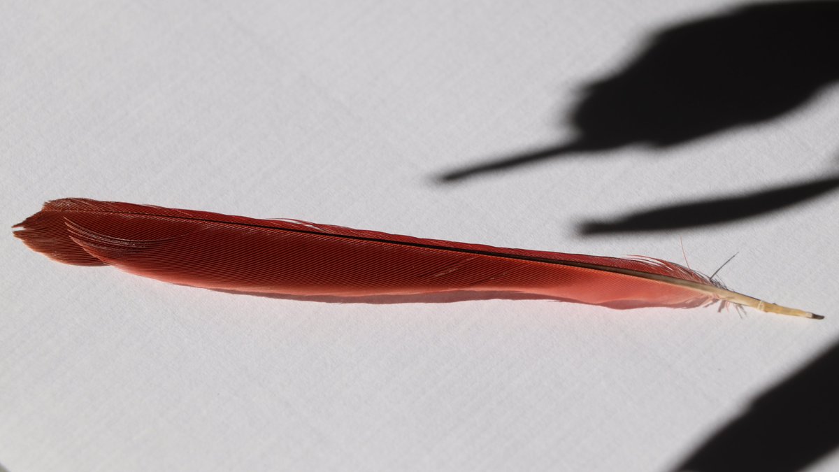 Symbolic gift - A cardinal feather landed in front of me.
Writers love feathers, (historically used as writing tools) - © p. Elysse #ElyssePoetis #SymbolicGift #Cardinals #Birds #RedCardinals #MaleCardinals #Feathers #WritingTools #History #Symbolism