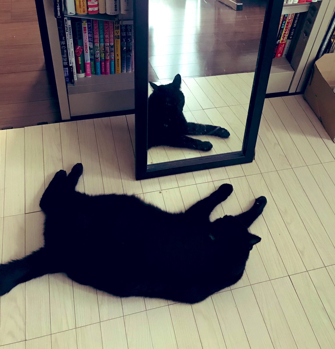現実の本猫は横になってるのに 鏡に映った猫さんは起きている不思議な写真が撮れた 心霊写真っぽい Togetter 現実の本猫は横になってるのに 鏡に映った猫さんは起きている不思議な写真が撮れた 心霊写真っぽい Togetter