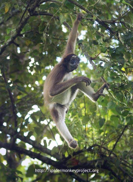 Diana Liz Duque tweet media