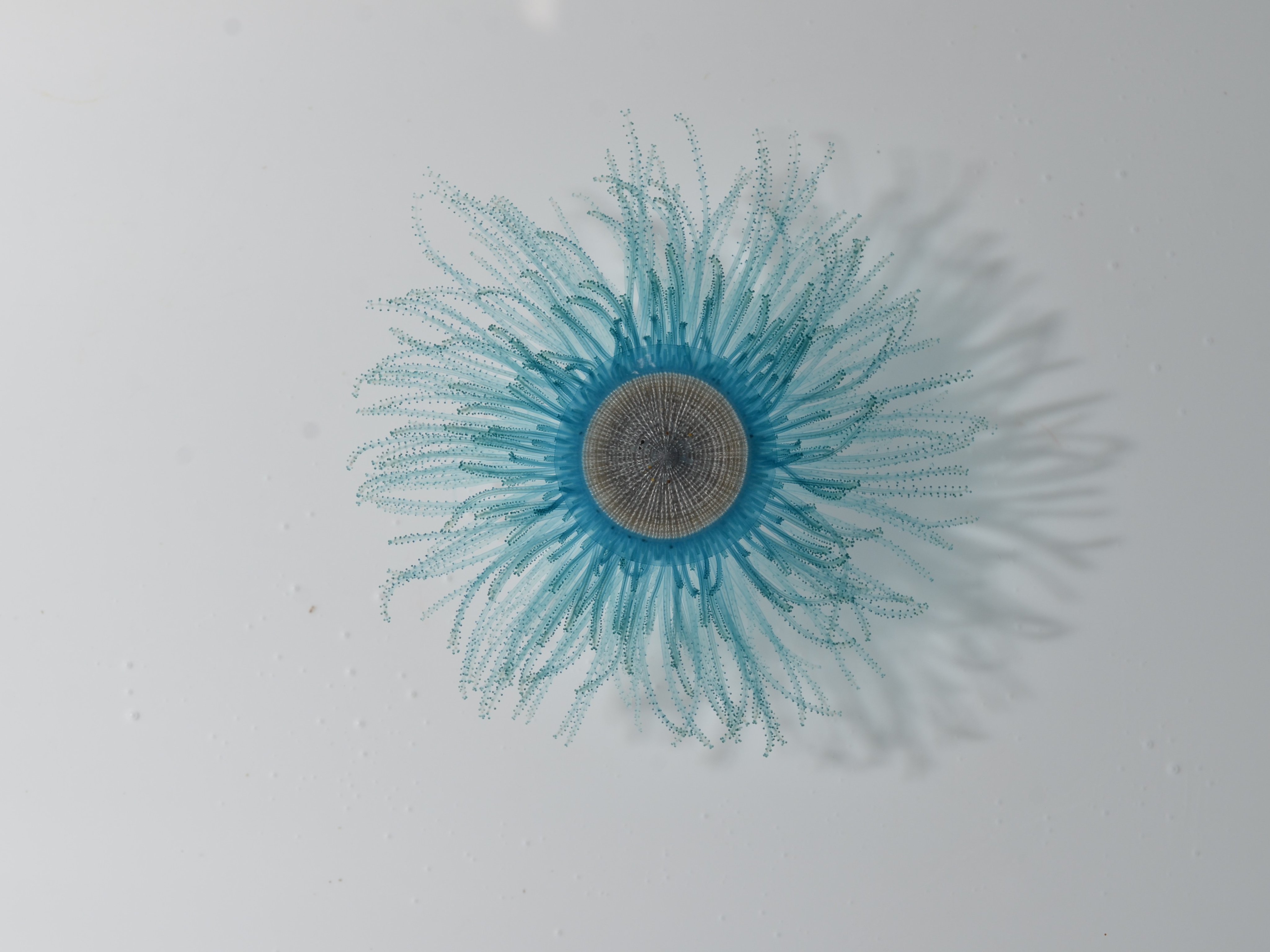 Open Ocean Exploration Beautiful Blue Button Jellies Called Porpita Porpita I Love Saying That Name Porpita Porpita Porpita Twitter