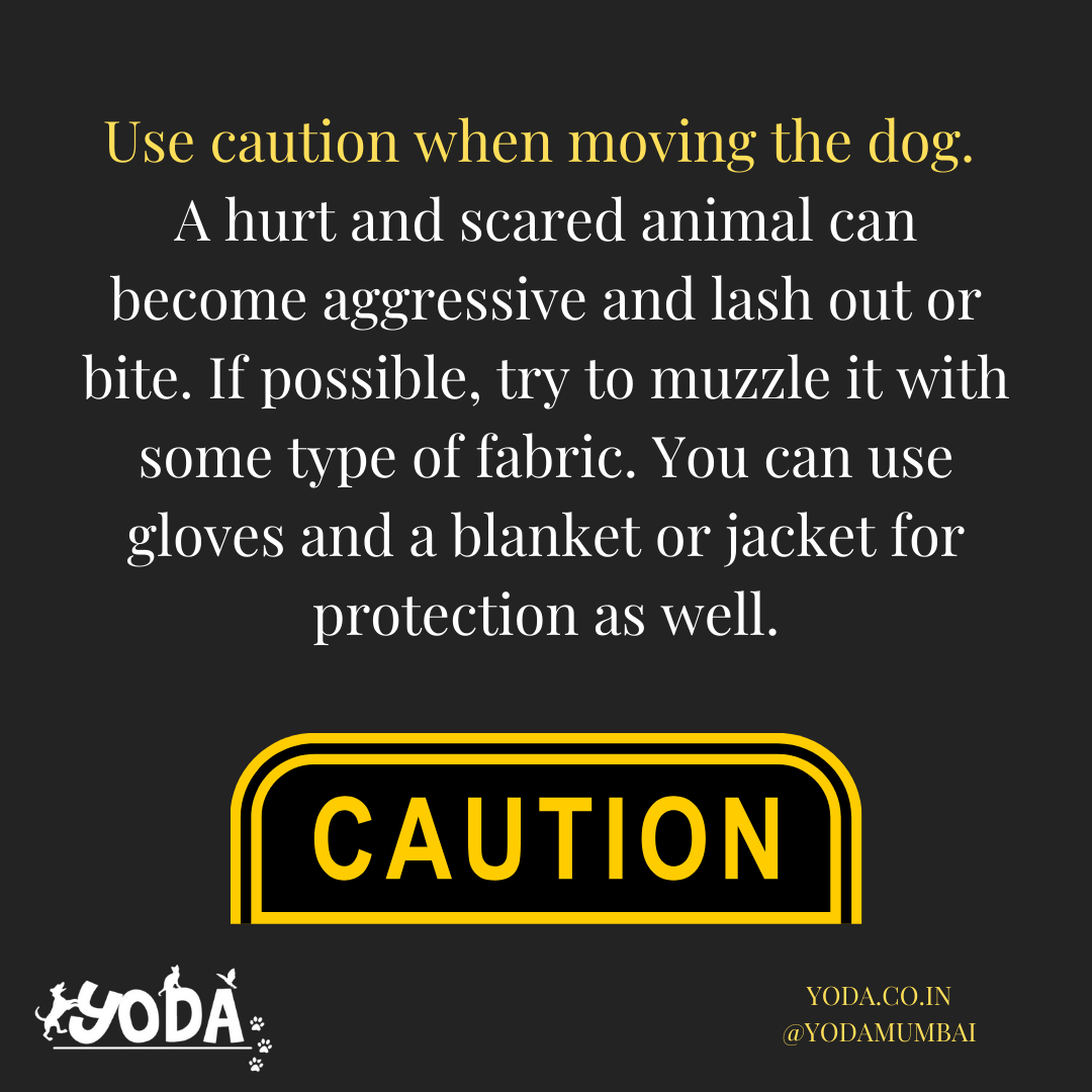 Yodamumbai2's tweet photo. 2 dogs have been admitted due to damaging hit and run cases in the past few days. One didn’t survive and the other is in bad shape. It’s sad how individuals can do this and this needs to change. Practice Kindness.⁠⠀ https://t.co/ctGjBGitRE