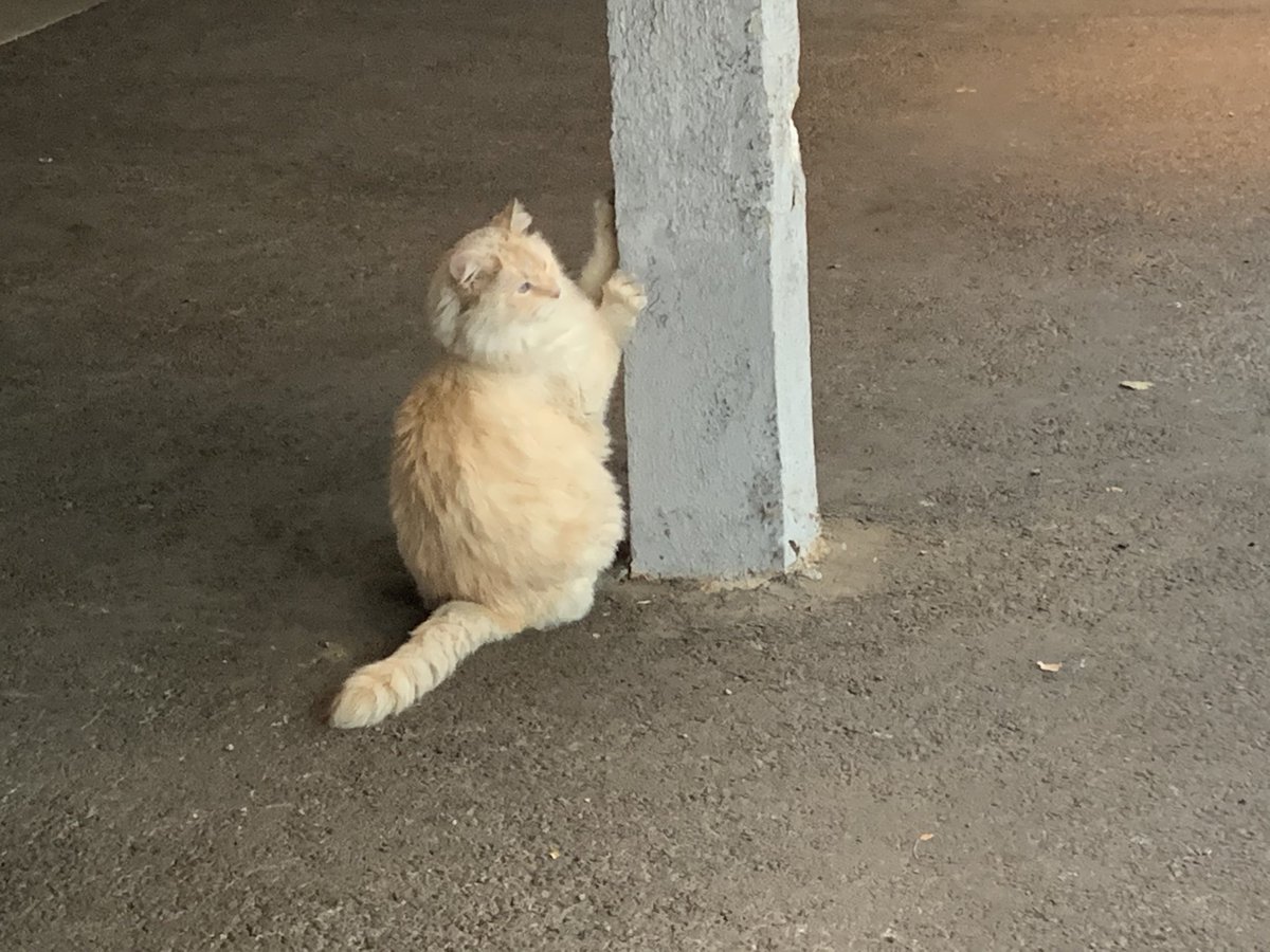 I have befriended another neighborhood cat.