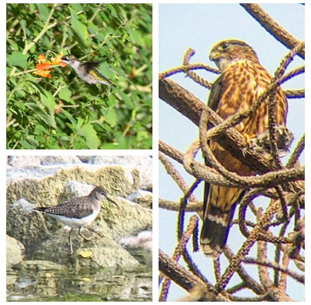 Ontario Place bird notes #40! | A year & a half into this thread & still seeing birds I haven't seen in this location before. This week a Ruby-throated Hummingbird, Solitary Sandpiper, Merlin, & Common Nighthawk. Also around are returning Dark-eyed Juncos & Ruby-crowned Kinglets.