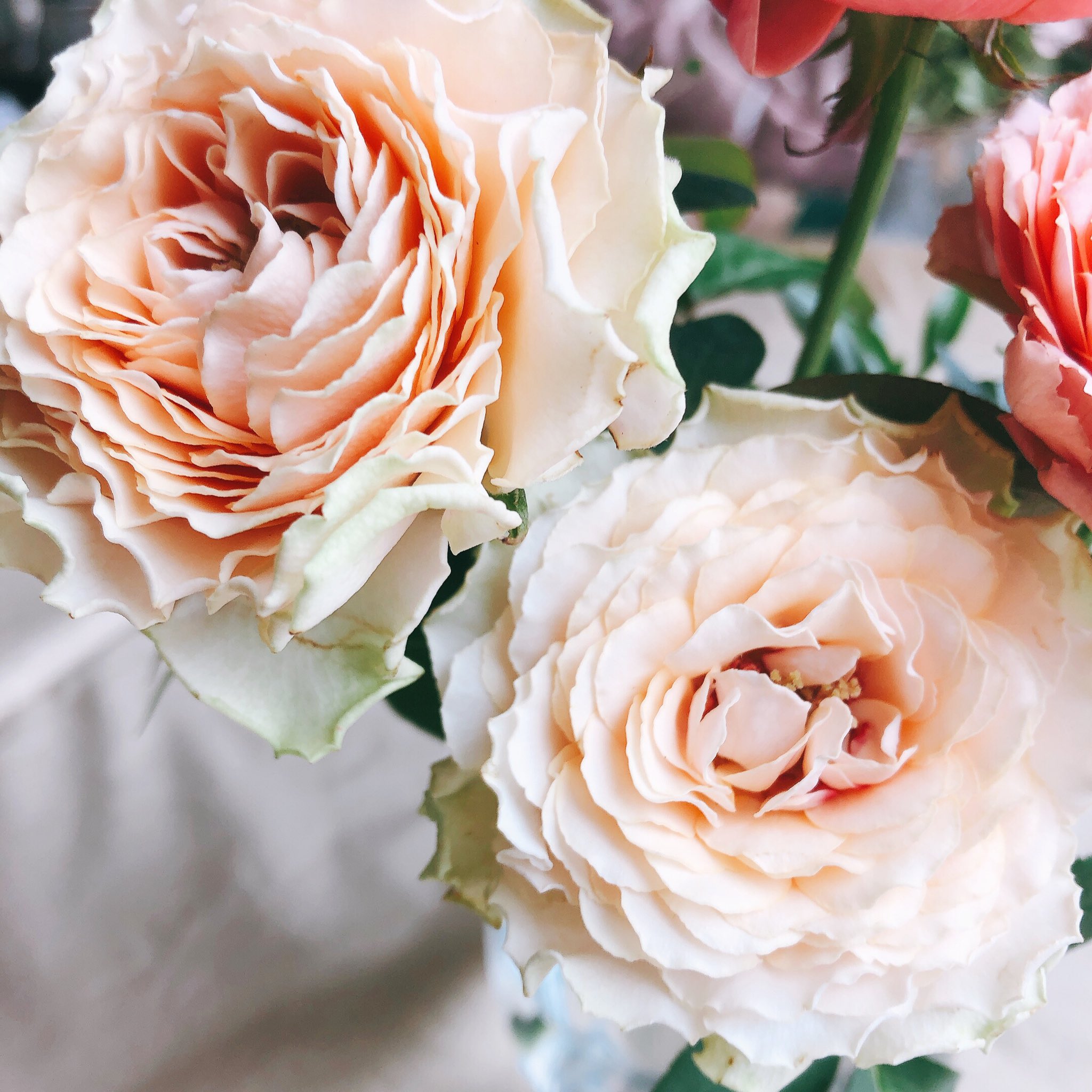 Yururi Tomono 朝起きた時 薔薇がいるとやっぱり気分が上がる 秋薔薇らしいアンティークカラー 日本の薔薇は リンクス梅田の青山フラワーマーケットさん 来週はダリア特集らしい こちらも気になる 日本の薔薇 薔薇 花屋さんを応援したい 花の生産者