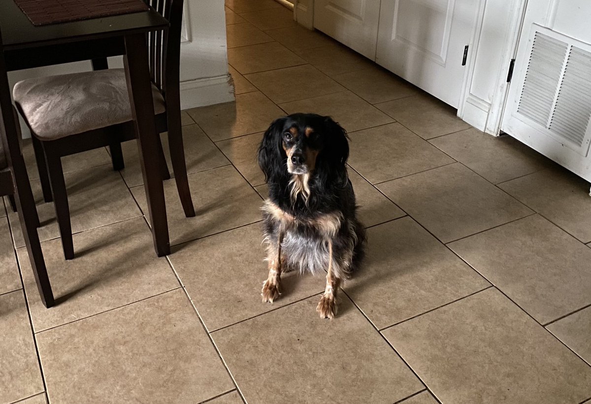 houseofSWARM's tweet photo. pls enjoy this photo of @SamSWARMsdog aggressively waiting for a snack https://t.co/z1X6ZxTFpf