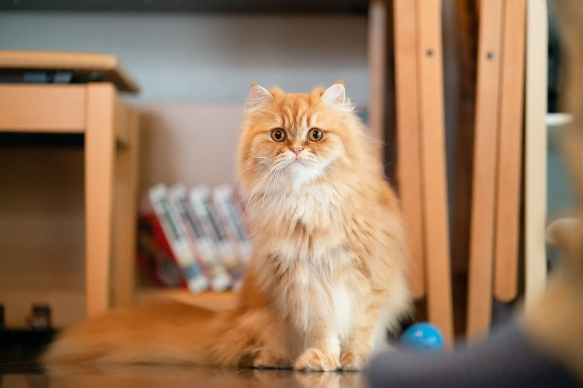 眠り猫🐾 (@spgcat) / Posts / X