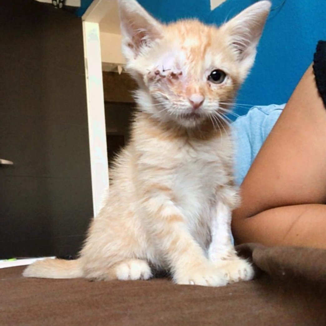 Kitten update, he is healing super fast and very handsome! 😘