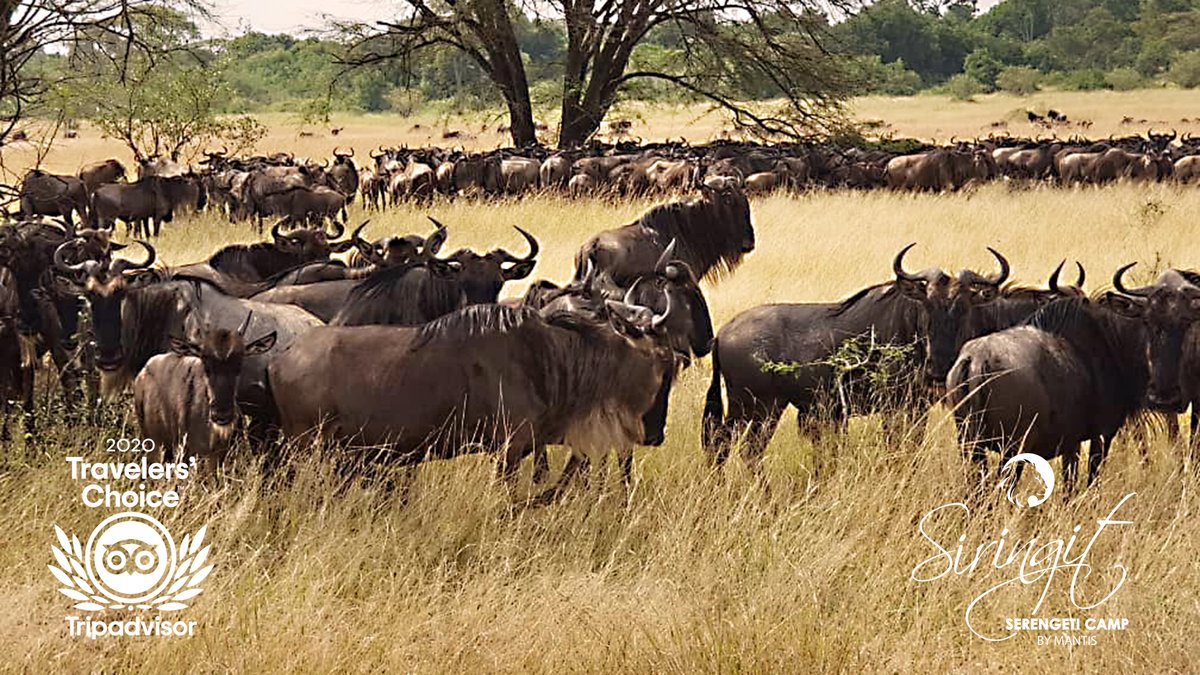 SiringitCamp's tweet photo. At #SiringitCamp, you’re right in the heart of the action. Come and experience the majesty of the African bush where wildebeest follow ancient migration routes. #mantiscollection #discoveredbymantis #safari #bigfive #tanzania #luxurygetaway #tentedaccommodation https://t.co/MINw2Jff4G