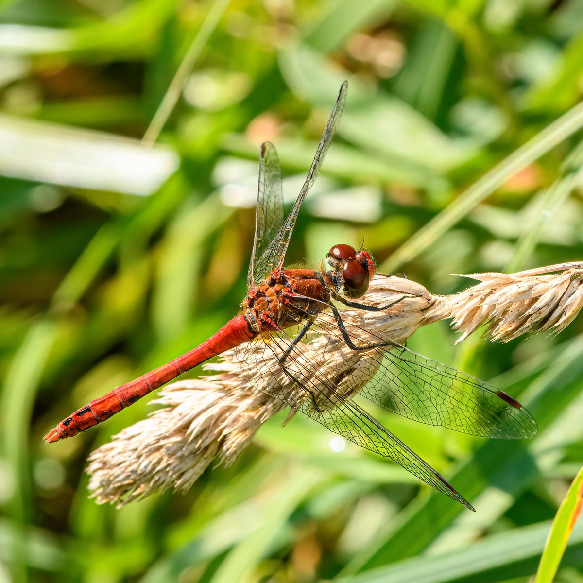 m2niac's tweet photo. Diplacodes bipunctata.
---
#diplacodes #diplacodesbipunctata #flyinsect #flyseyes #dragonfly #eyes #redeyes #wings #insect #animals #selectivefocus #details #nature #macro_mood #macrophotography #macrophoto #macro #closeup #photo #photographer #photography #фото #m_hladchenko https://t.co/vQJrJmh8UQ