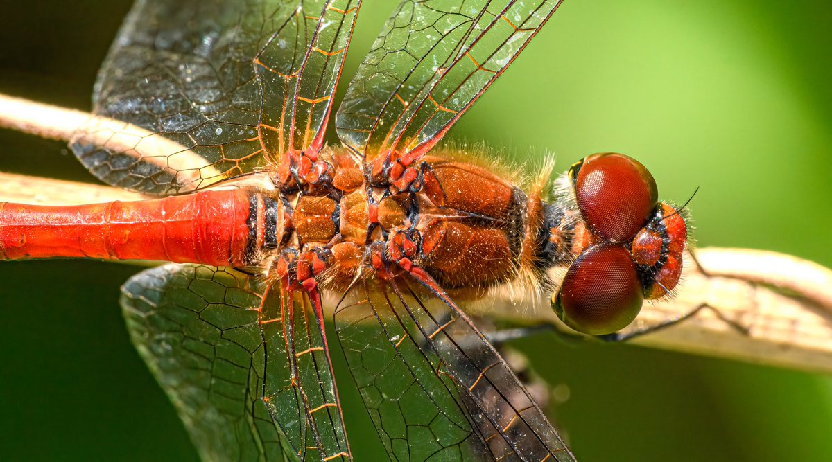 m2niac's tweet photo. Diplacodes bipunctata.
---
#diplacodes #diplacodesbipunctata #flyinsect #flyseyes #dragonfly #eyes #redeyes #wings #insect #animals #selectivefocus #details #nature #macro_mood #macrophotography #macrophoto #macro #closeup #photo #photographer #photography #фото #m_hladchenko https://t.co/vQJrJmh8UQ