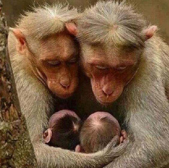 RUvegans's tweet photo. #veganNews #veganpower #veganlslove #ruvegans #plantbased #crueltyfree #veganfriendly #veganworld #newvegan #veganfacts #meatfree #veganlife #veganism #vegan #plantbased #govegan #veganlife #happy #veganismo #veganisme #like #love #veganlslove #veganismi #animal #animals #monkey https://t.co/Ywmj1lyhRg