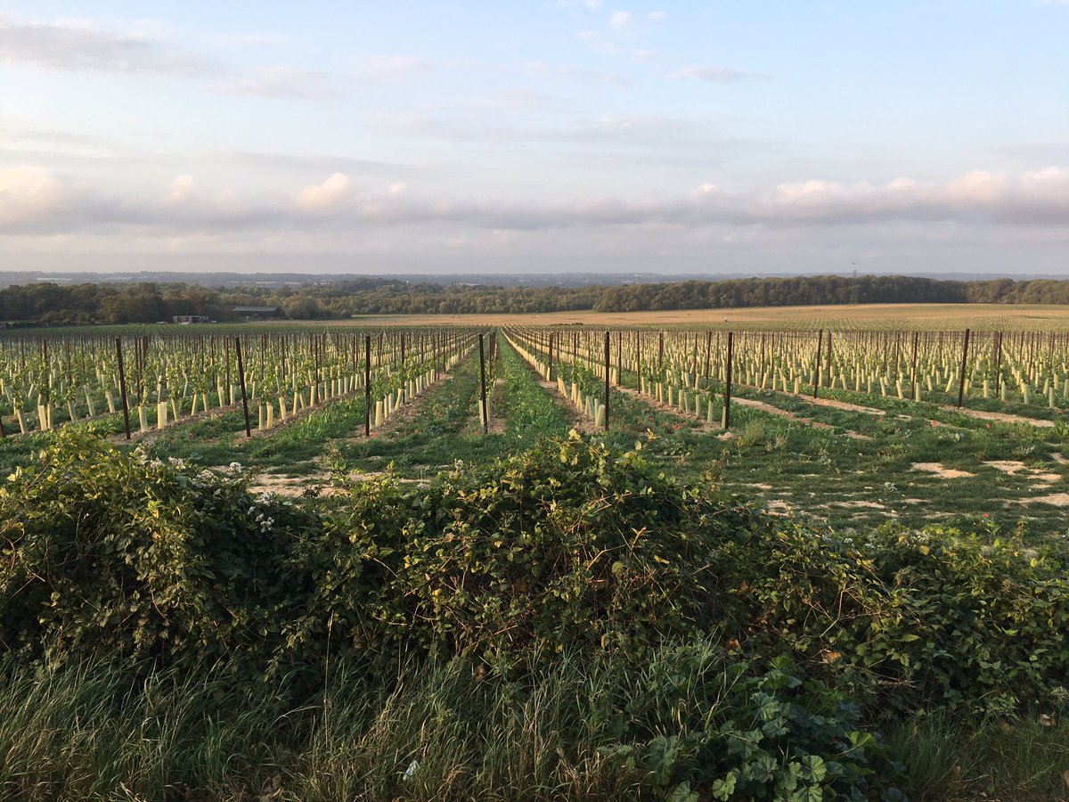 clittle010's tweet photo. Beautiful run through the Kent Downs this morning https://t.co/ohn0VFFShh