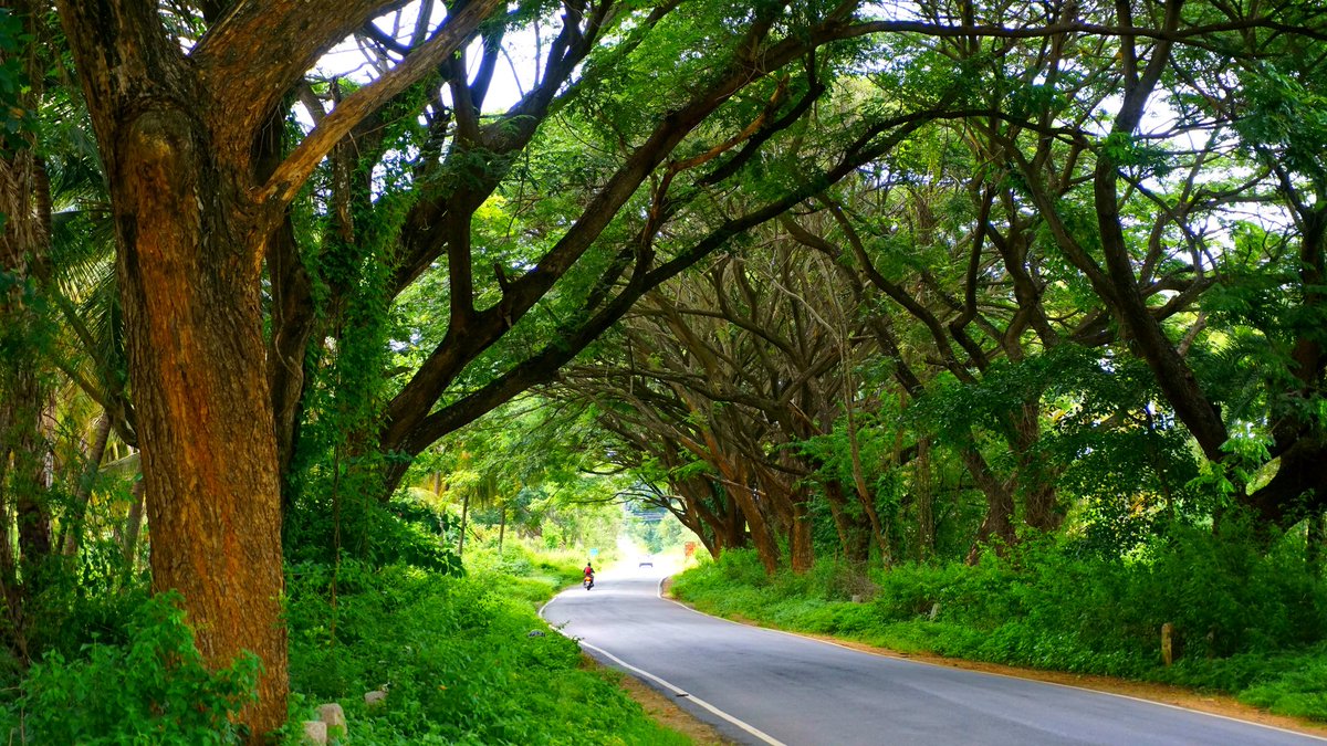 mds_view's tweet photo. Less noise and more green!💚
#MDS_View
#nature
#photography
#Bangalore
#bangalorethegardencity
#greenery
#Bengaluru https://t.co/kANZI2Ttiz