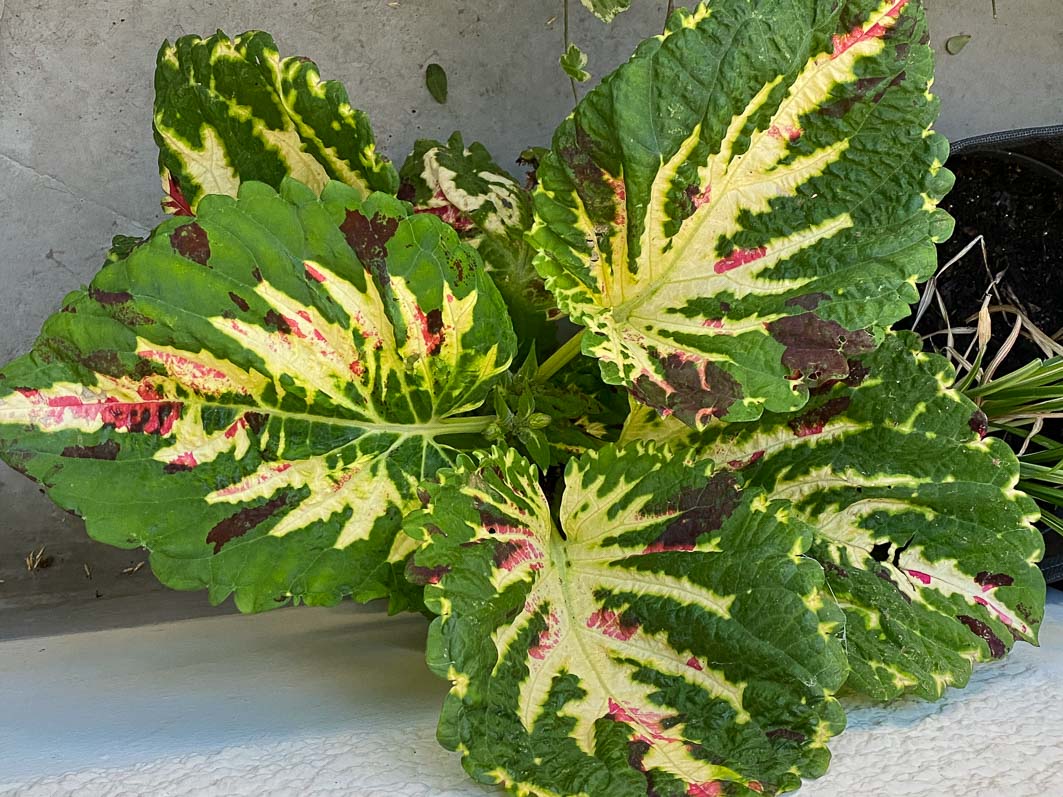 alaindelavie's tweet photo. Géant, le Coleus Kong ‘Mosaïc’ ! #balcon #balcon2020 #été #été2020
https://t.co/MpOpnOFbm4 https://t.co/4xqdRyNdK6