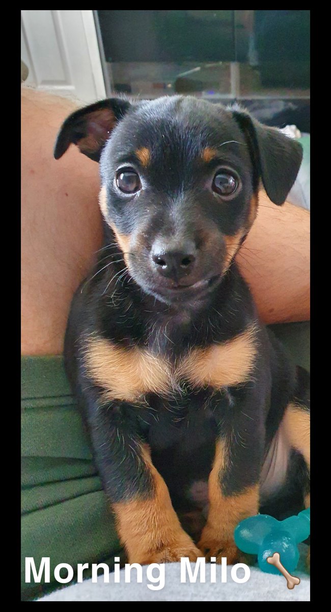 Frank1e74's tweet photo. Morning Milo🦴 https://t.co/wSg3VpMbmD