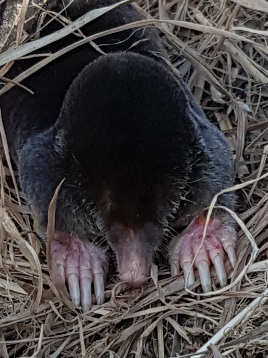 sallril's tweet photo. Found this little chap on yesterday's beautiful walk on the @angleseycouncil  coastal path @BBCCountryfile @AngleseyScMedia https://t.co/7qxwKTcHLX