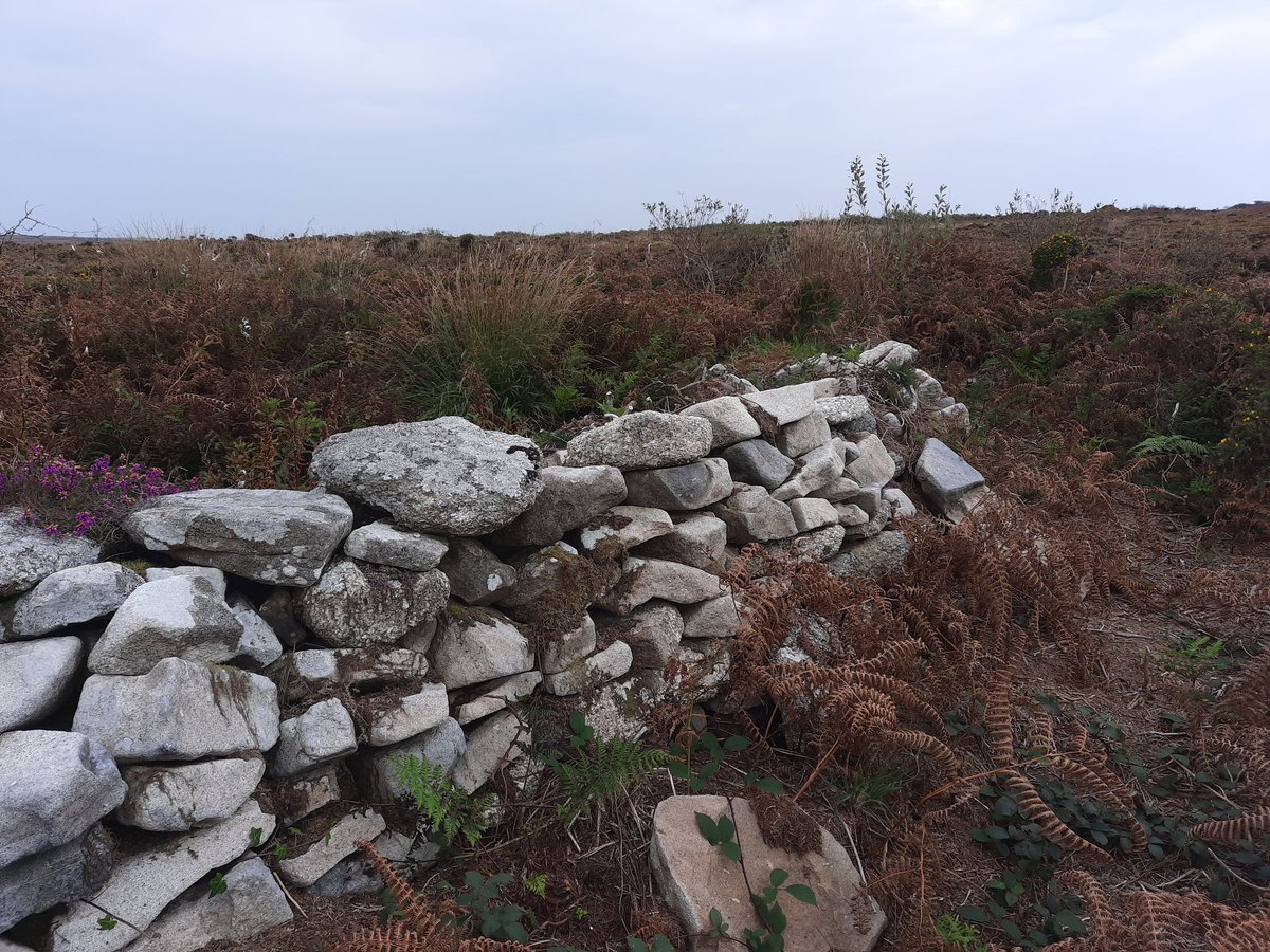 Near to Sperris Quoit mentioned upthread is Sperris Croft ancient village. 7 hut circles on a high ridge. Very exposed spot for a settlement so possibly for Summer grazing (?) Partially excavated in the 50's and dated at Bronze Age. Lovely remote setting. #PrehistoryOfPenwith