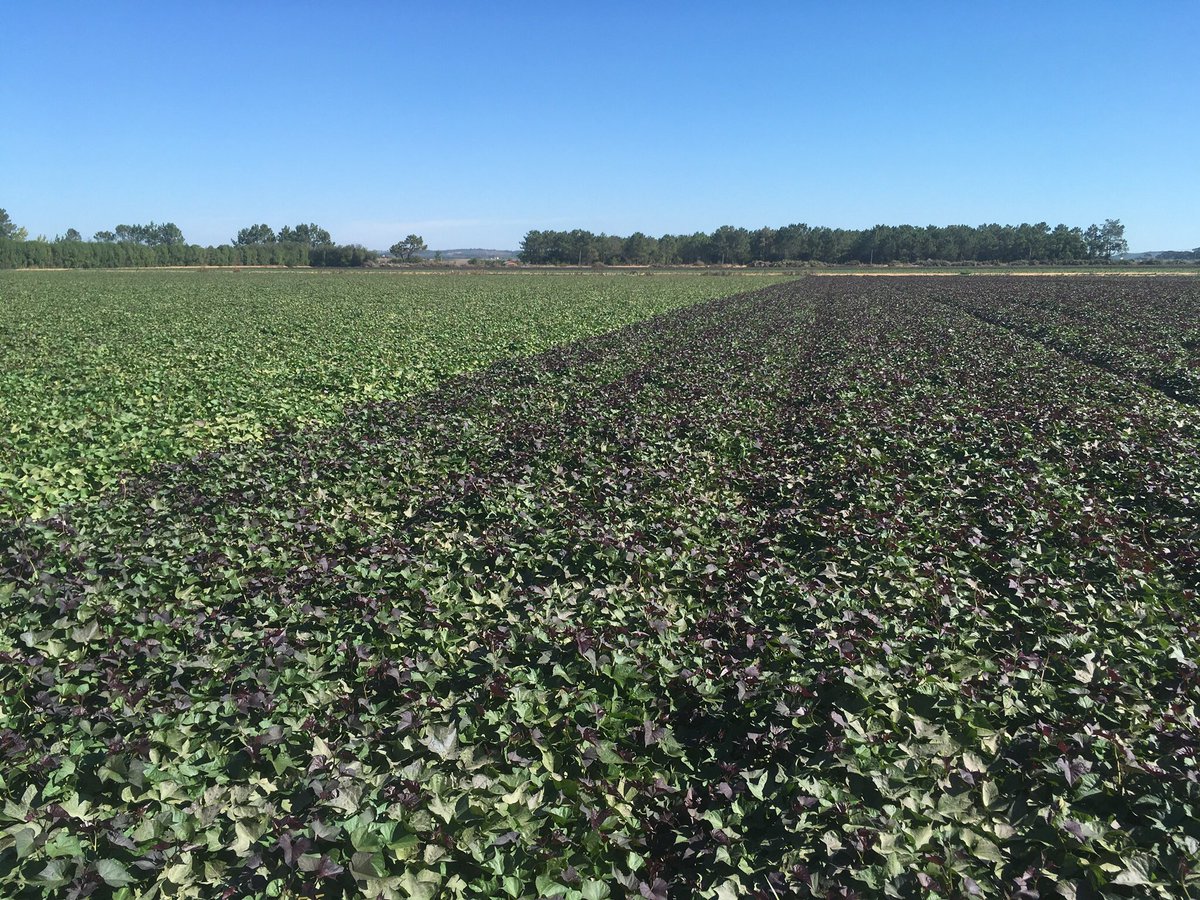 NativaLand's tweet photo. Bellevue a unique, easily recognised variety in the field and food store shelves with copper / purple foliage great well shaped roots with fine skin! A high yield, higher in beta carotene! #sweetpotato #europe #bellevue Bellevue is protected in Europe by EU breeders rights. https://t.co/i0M9U8oJjd