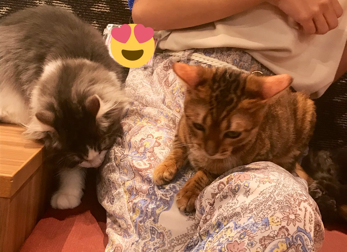 お昼に猫カフェ行ってきたよ 鼻まゆみのイラスト