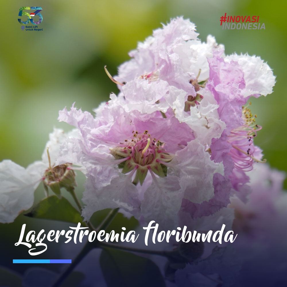 science_BRIN's tweet photo. Lagerstroemia floribunda adalah nama latin dari bunga Bungur. Bunga ini sedang #MekardiKebunRaya Bogor. ⁣
⁣
Bunga yang memiliki warna ungu dan putih ini, hanya mekar secara optimal 10 hingga 14 hari pada musim meranggas. ⁣
⁣
#LIPI53 #SahabatLIPI #bungabungur https://t.co/5GLqpVbFxZ