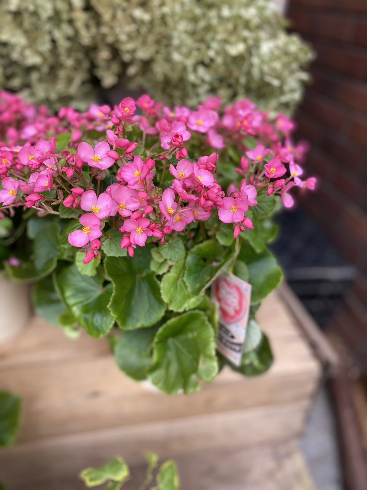 Florist花秀 A Twitter 花鉢 ベゴニア ラブミーキャンドル 小さなピンクのお花が可愛いですね 敬老の日のギフトにも良いかもですね ベゴニア ラブミーキャンドル 3300 大田区 蒲田 花屋 花秀 ベゴニア ラブミーキャンドル 敬老の日 T Co