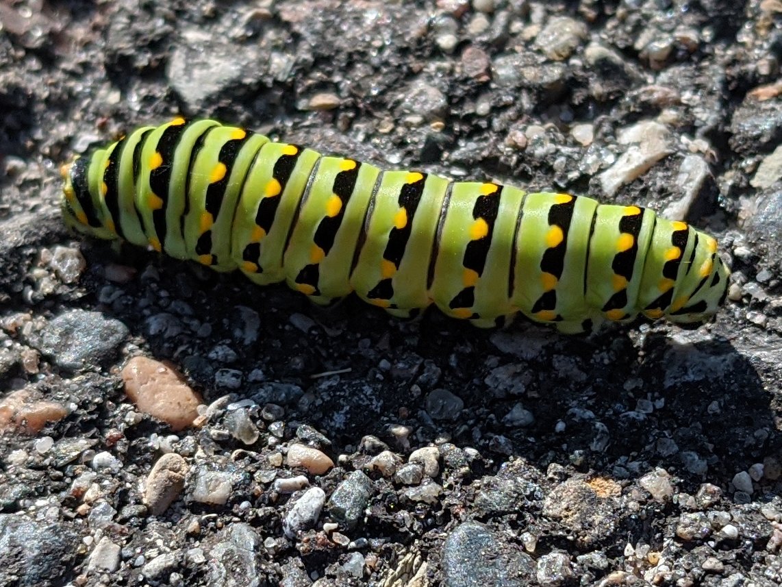 TheRareRabbit's tweet photo. #caterpillar https://t.co/KFhr27EKv4