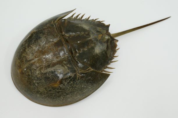 骨格標本 カブトガニ 「生きた化石」 三葉虫 【公式ショップ